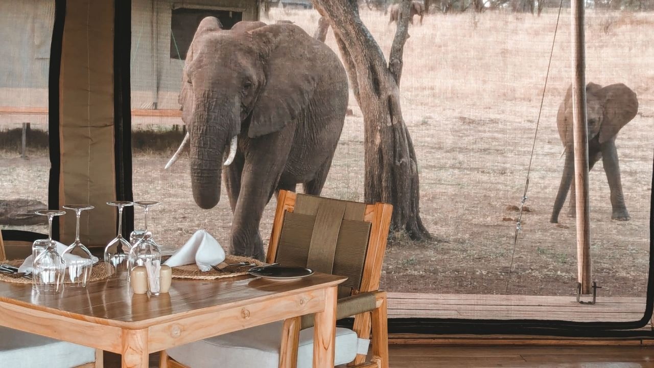 Elephants at Tarangire National Park